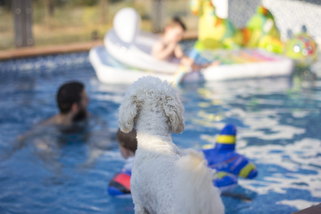 Dog and family playing in pool